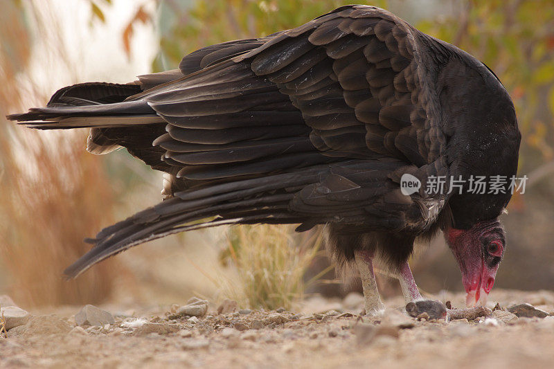 土耳其秃鹫雄性Cathartes aura鸟